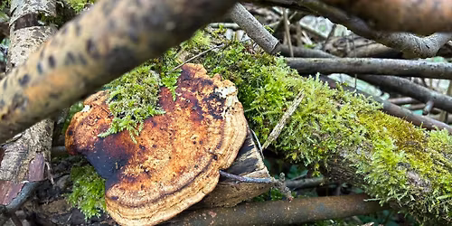 Monthly Woodland Retreat 