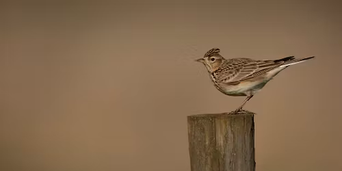 Walk at Therfield Heath near Royston
