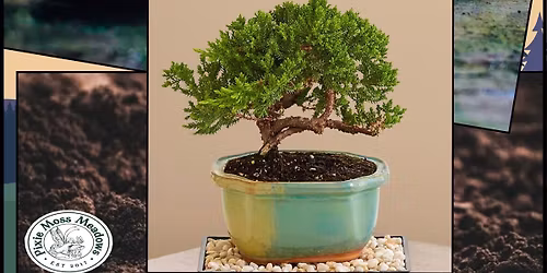 Beginner Bonsai Workshop