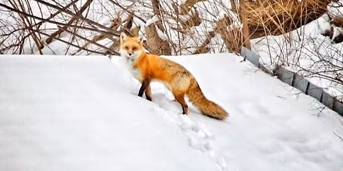 9:00am WINTER WILDLIFE TRACKING with Jim Pelletier
