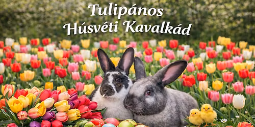 Tulip\u00e1nos H\u00fasv\u00e9ti Kavalk\u00e1d