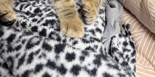 Kitty Adoption Event