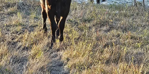 Couch cowboys cow sorting