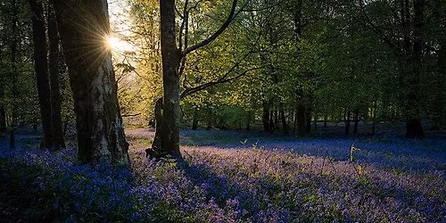 FOREST BATHING IN THE BLUEBELLS - PM SESSION