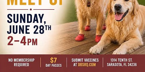 Golden Retriever Meet Up at Dog Bar Sarasota