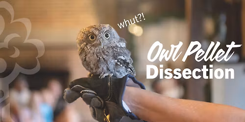 Owl Pellet Dissection