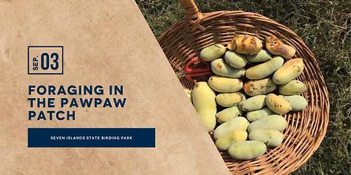 Foraging in the Pawpaw Patch