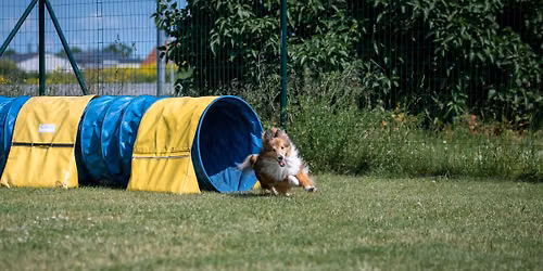 Mitteametlik agility v\u00f5istlus