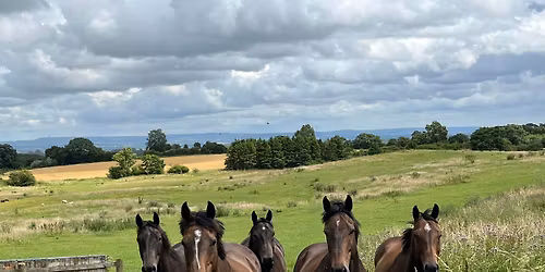 Homeopathic first aid for horse and rider