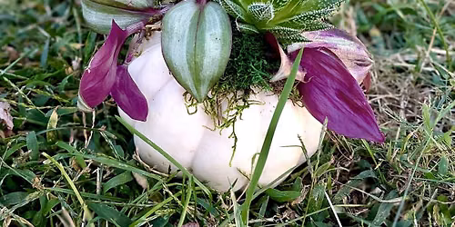 Sept 2nd Pumpkin Succulent Planter Party 6-8PM @ Frozen Yogi