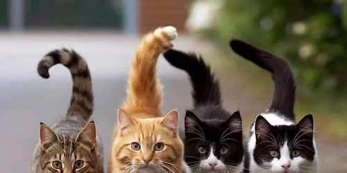 TNR Event For Estate Cats