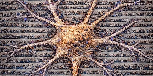 Neuroikigai na \u017cywca. Pi\u0105te warsztaty neuro\u015bwiadomo\u015bci w Krakowie.