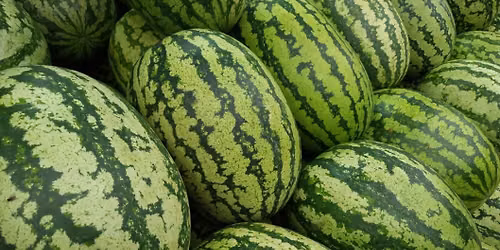 Watermelon Breeze Social