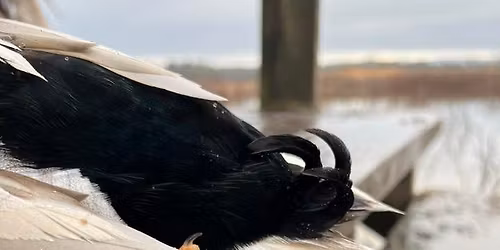 2026 Low Country Chapter Conservation Dinner