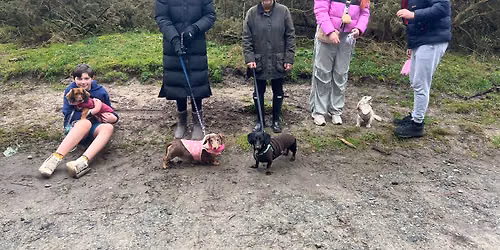 Monthly Dachshund Walk