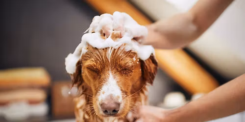 HSJC Spring Dog Wash and Vax Clinic