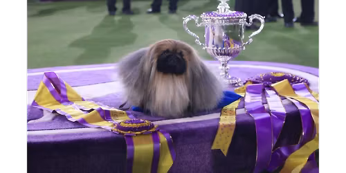 Westminster Kennel Club Dog Show - Daytime Events at Jacob K. Javits Convention Center