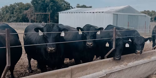 10th Annual Production Sale