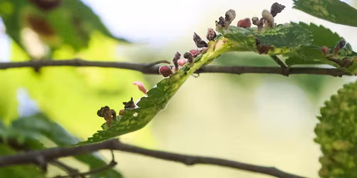 National Trails Day Critter Count-Plant Walk