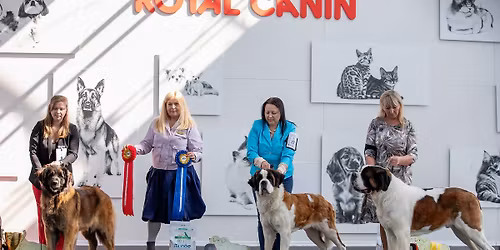 Club Winner Show, Latvian Golden St.Bernard'2026 and Latvian Golden Leonberger'2026, CAC.