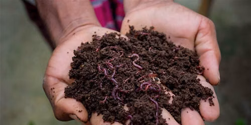 Make Your Own Worm Bin & Worm Composting Basics