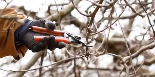 Fruit Tree Pruning Fundamentals | Belvidere
