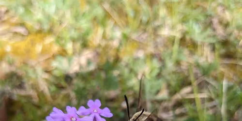 Lamar Cedar Glades & Woodlands Wildflower Walk
