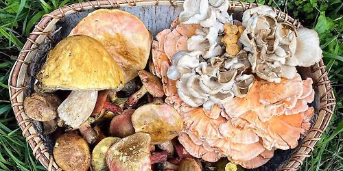 Introduction to Wild Mushrooms