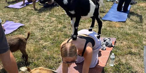 Goat yoga at Gary\u2019s Brewery and Biergarten