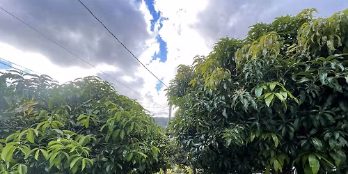 Tree Pruning Workshop