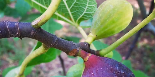 Spring Fig Tree Sale with The Plantsman\u2019s Nursery