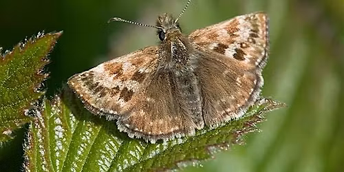 Guided walk at Shrub Hill Common for spring butterflies incl Dingy Skipper