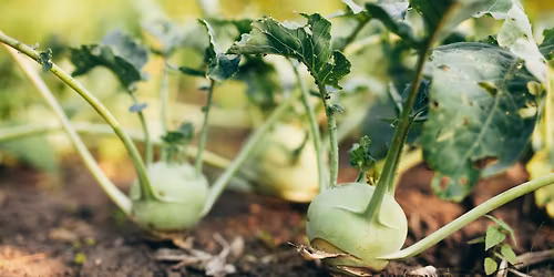 Jesieni\u0105 przestan\u0119 sypia\u0107 w pobliskim polu kalarepy!