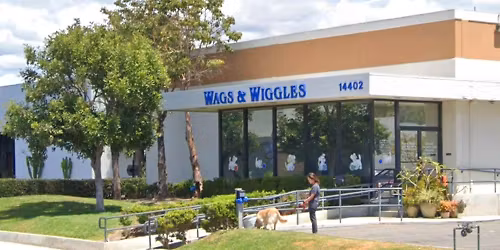 Tustin - Dog dental cleaning