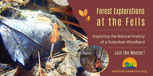 Winter Forest Explorations