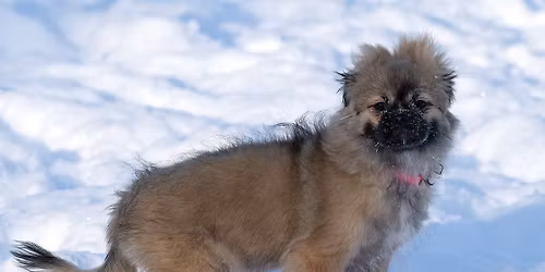 Malminkartano koirapuistotapaaminen