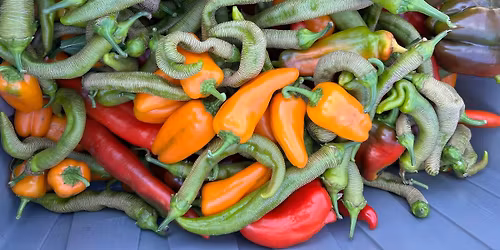 Farm Cooking Club with Pam Silvestri: Pepper Seed Saving