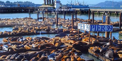 Fisherman's Wharf Hunt