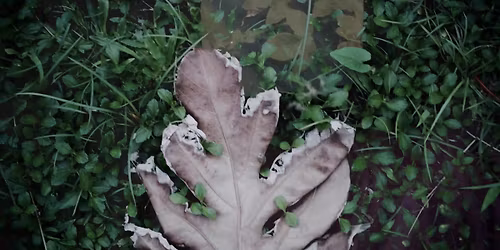 Sansevieria Trifasciata \/ Bolcs\u00f3 \/ Blanche the Vidiot \/ Gy\u00f6ngy \/ Hevesi