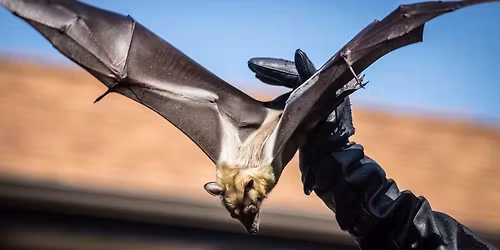Incredible Bats!
