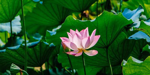 Tranquil Thursdays: Guided Meditation
