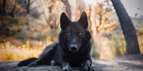 Intro to Pet Photography, presented by Sigma Ambassador Anabel DFlux