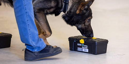 DogMinds Aug 8 advanced and elite SDDA trial
