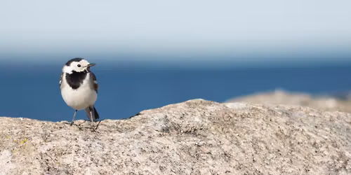 Linnuretk Paljassaares "\u00d5pime lindude keelt"