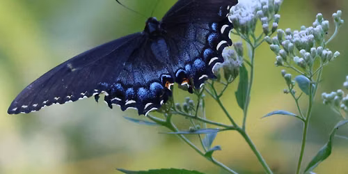 Butterfly Walk July 4th 9:30am
