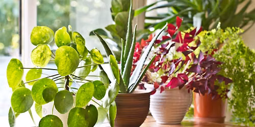 Clothing and Houseplant Swap