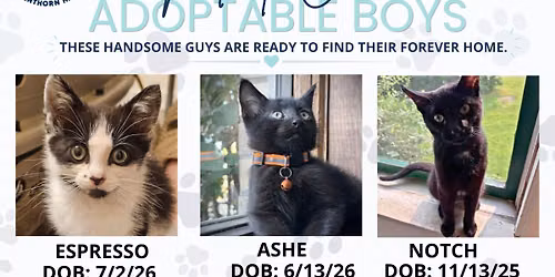 Adoption Event - socialize and play with cats and Kittens 