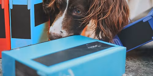 T\u00e1bor noseworku, poslu\u0161nosti a dogdancingu na Celnici 2026