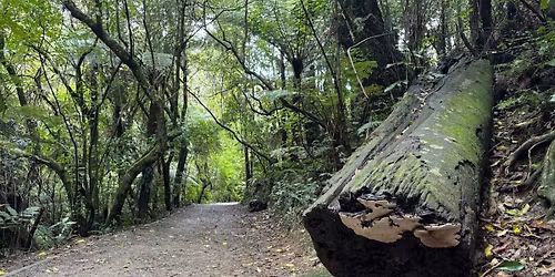 Mushrooms and other fungi - guided walk