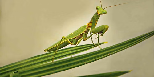Entwining Hands Praying Mantis Fist Seminar with Grandmaster Sin Th\u00e9 (In-Person)